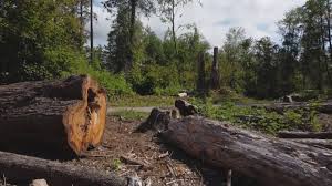 How Our Tree Care Process Works  in  West Sharyland, TX
