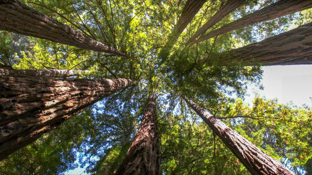 Best Tree Cabling and Bracing  in West Sharyland, TX