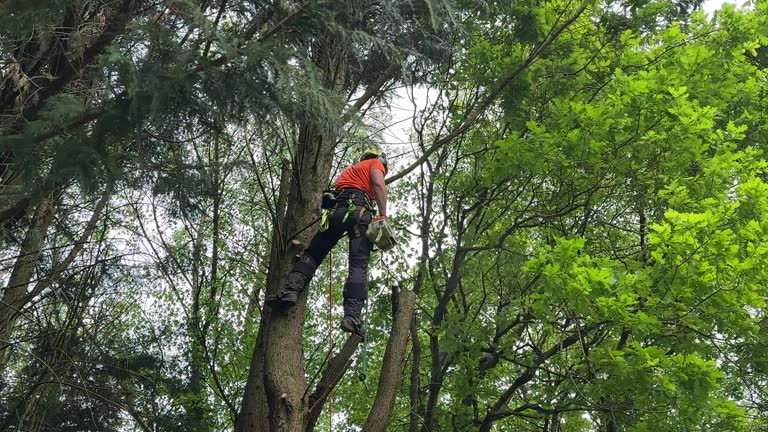 How Our Tree Care Process Works  in  West Sharyland, TX