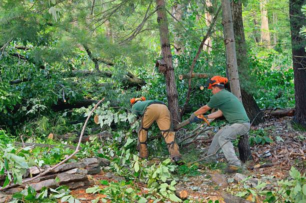Best Tree Health Inspection  in West Sharyland, TX