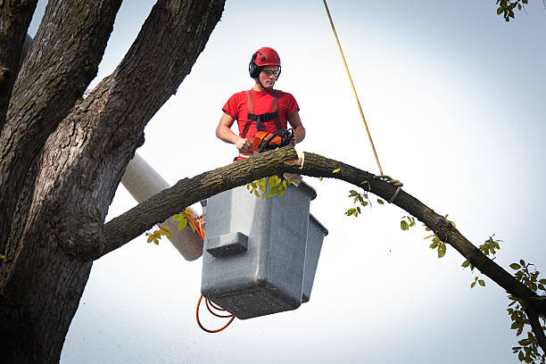 Best Tree Mulching  in West Sharyland, TX